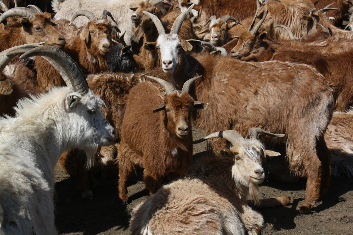 Cashmere goats